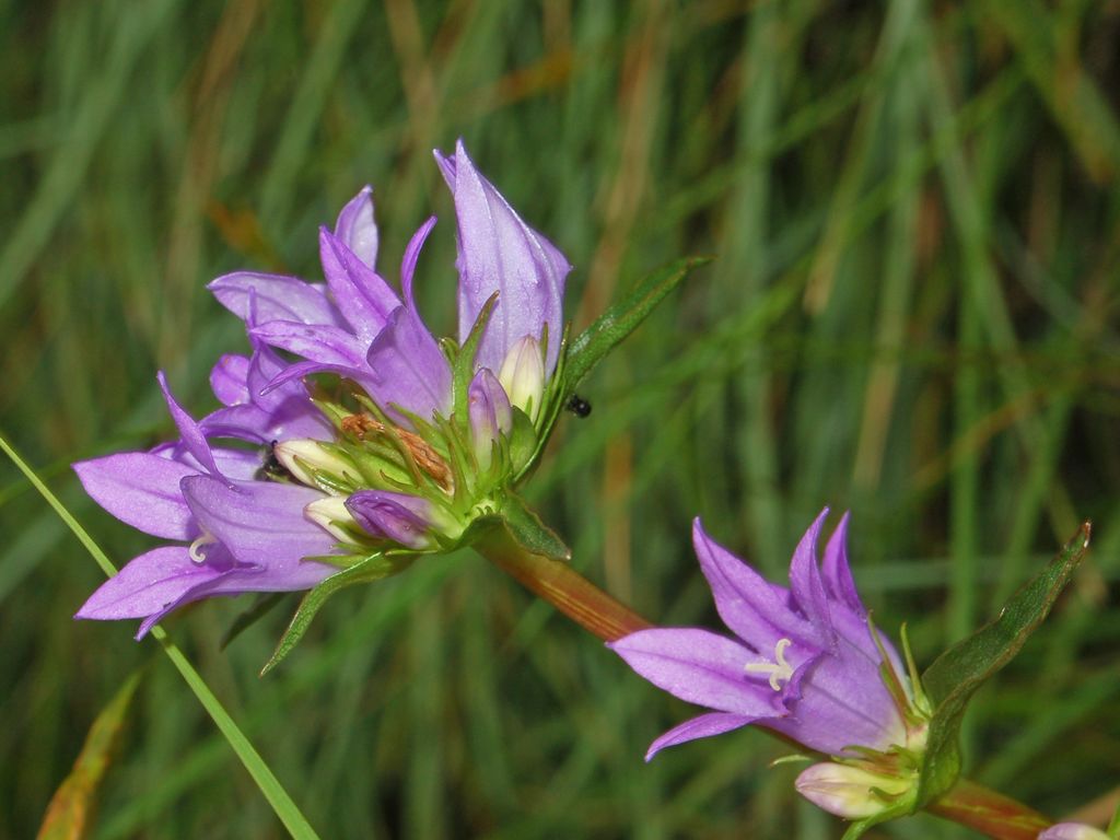 campanula glomerata